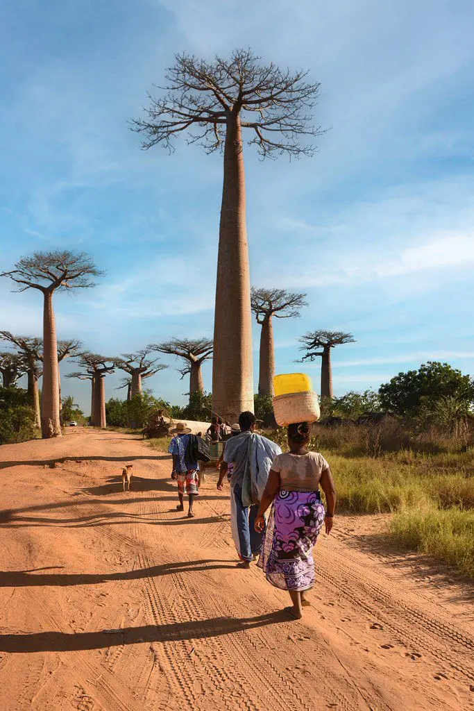 Baobabs